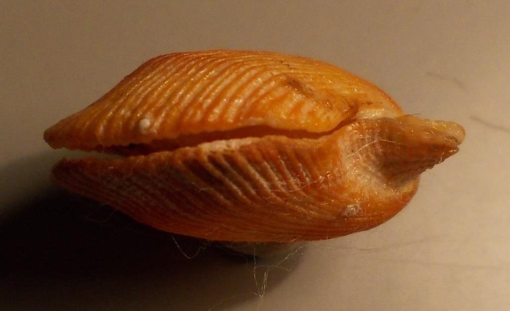 Bivalve da classificare.